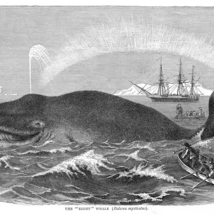 A Right Whale Print A Right Whale Print
