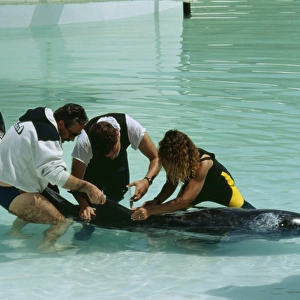 Rissos DOLPHIN - Being given medication by vet
