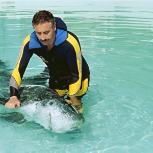 Rissos DOLPHIN - Being helped to swim by researcher