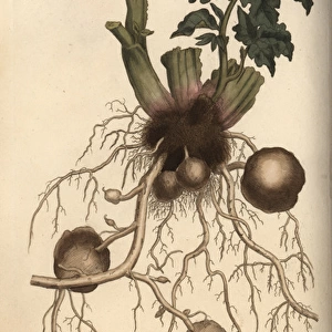 Roots and tubers of the potato plant Solanum tuberosum
