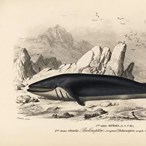 Rorqual or fin whale, Balaenoptera physalus. Endangered