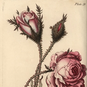 Rose, Rosa centifolia