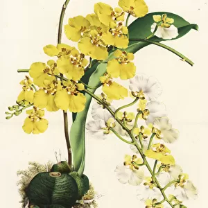 Rossioglossum ampliatum orchid