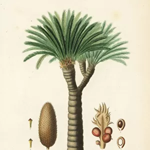 Sago palm or Japanese sago palm, Cycas revoluta