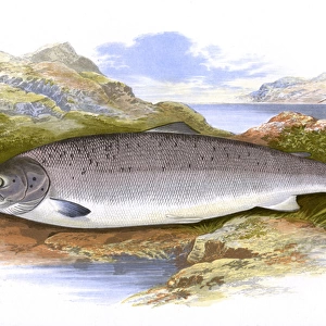 Salmo salar, or Atlantic Salmon (male)