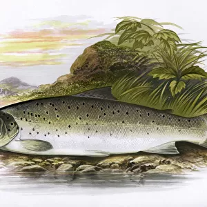 B Collection: Bull Trout