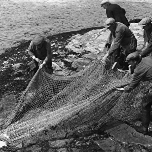 Salmon in Nets