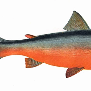 Salvelinus colii, or Coles Char