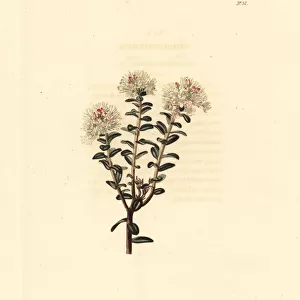 Sandmyrtle, Kalmia buxifolia