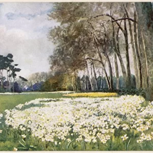 Sandringham / Park 1916