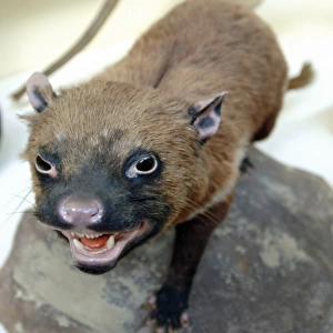 Sarcophilus laniarius, Tasmanian devil