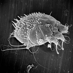 Mites Photographic Print Collection: Itch Mite