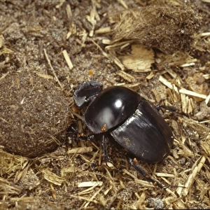 Scarabaeus rusticus, dung beetle