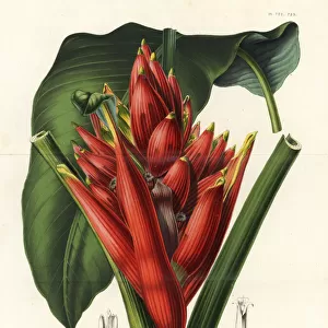 Scarlet banana or red-flowering banana, Musa coccinea