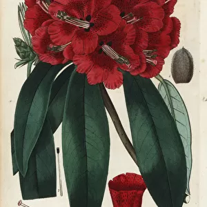 Scarlet-flowered tree rhododendron, Rhododendron arboreum