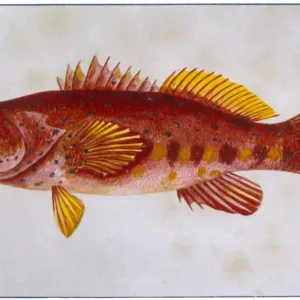 Scarlet Rock Cod Print