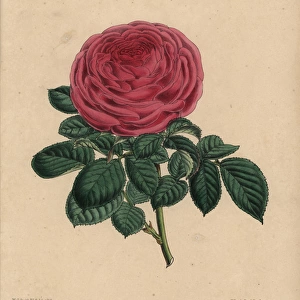 Scarlet rose Madame George Schwartz, pink tea