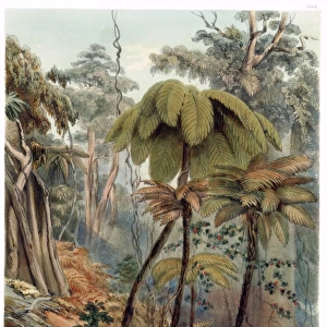 Scene in a New Zealand Forest