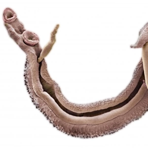 Schistosoma nasale, bloodfluke