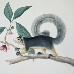 Long-tailed squirrel print, Sydney Parkinson, 1767