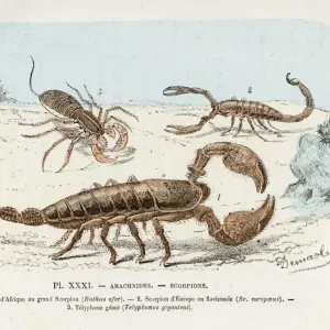 African, European and Giant Scorpions Print African, European and Giant Scorpions Print