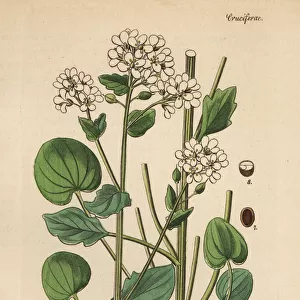 Scurvygrass, Cochlearia officinalis