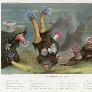 Sea Anemones / 1865