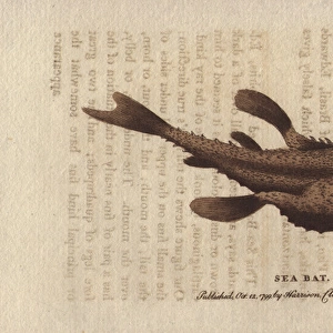 The sea bat or batfish, Halieutea species