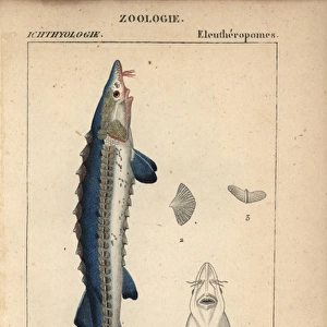 Sea sturgeon, Acipenser sturio
