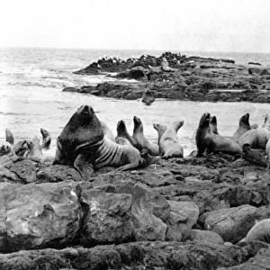 Seal Colony