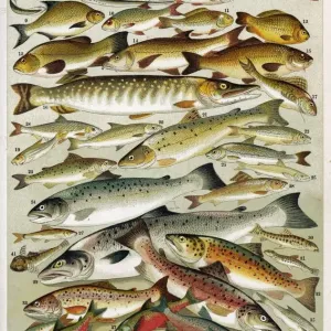 Print of A Selection of Fish, an assortment of aquatic species Print of A Selection of Fish, an assortment of aquatic species