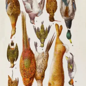 Woodland Game Birds Print