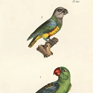Senegal parrot and great-billed parrot