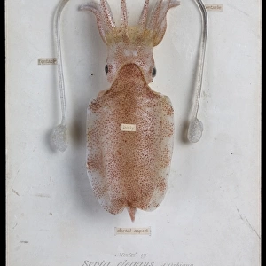Sepia elegans, squid