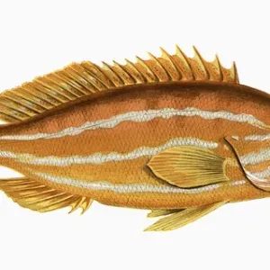 Serranus cabrilla oder Kommer Serranus cabrilla oder Kommer