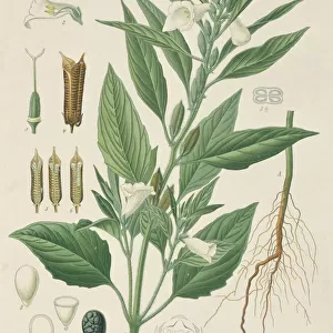 Sesamum indicum, sesame plant