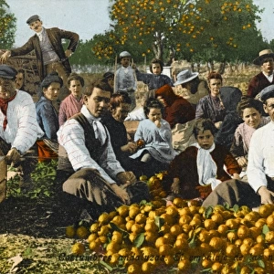 Seville Orange Picking - Seville, Spain