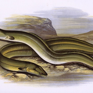 Sharp-Nosed Eel and Broad-Nosed Eel