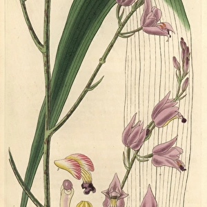 Sharp-petaled bletia or pine pink orchid, Bletia