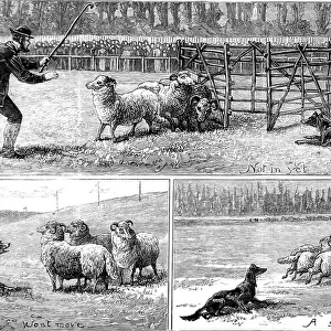 Sheep Dog Trials at Alexandra Palace, 1882