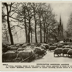 Sheep Grazing - Kensington Gardens, London - Albert Memorial