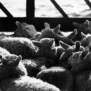 Sheep penned in on boat to Shetland