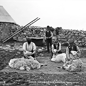 Sheep Shearing for Donegal Homespun