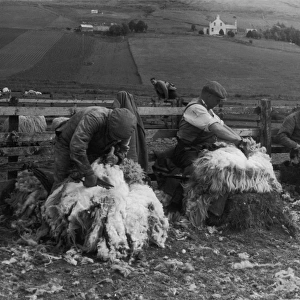 Sheep Shearing / Scotland