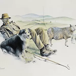 Shepherd at rest