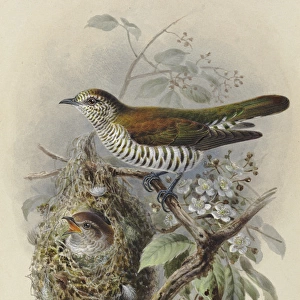 Shining Cuckoo (adult & young in Warbler nest)