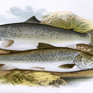 Short-Headed Salmon and Silvery Salmon