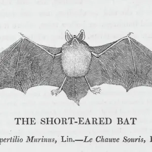 Short-eared Bat (Bewick) Print Short-eared Bat (Bewick) Print