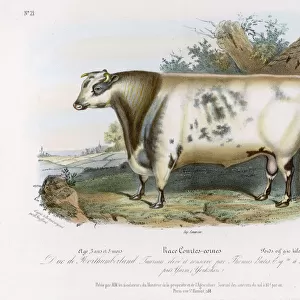 Shorthorn Bull