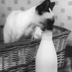 Siamese Cat Laps Cream Print Siamese Cat Laps Cream Print